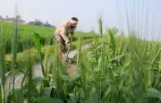 Punjab Assembly Panel Urges Swift Farm Policy Implementation for Farmers