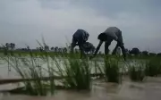 Punjab Budget 2026-27: Water Conservation Schemes Extended Despite Mixed Results