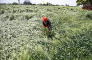 Punjab Farmers Clash with Officials Over Unseasonal Rain Damage to Wheat Crop