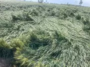 Punjab's 408% Excess Rainfall Flattens Wheat Crops in Key Districts