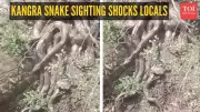 Python Cluster Startles Locals Near Kangra Temple, Viral Video Sparks Alert