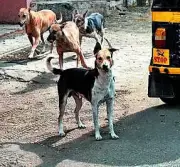 Ranchi Intensifies Dog Sterilization Drive, Urges Pet Registration