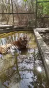 Ranchi Zoo Implements Summer Cooling Measures for Animals Amid Rising Temperatures