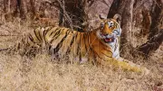 Ranthambore Tigress Climbs Tree in Rare Bird Hunting Attempt
