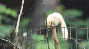 Rare Albino Indian Palm Squirrel Spotted at Chennai's Vandalur Zoo