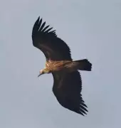 Rare Juvenile Himalayan Vulture Spotted at Bor Tiger Reserve in Maharashtra