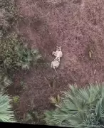 Rare Video Shows Playful Tiger in Papikonda National Park, Officials Monitor Movements