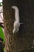 Rare White Squirrels Discovered in Kolhapur, Research Published in International Journal