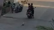 Ratlam Outrage: Women Drag Dog Behind Scooter, FIR Filed After Video Goes Viral