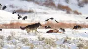 Ravens Use Spatial Memory, Not Wolf Tracking, to Find Carcasses in Yellowstone