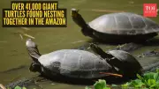 Record 41,000 Giant River Turtles Spotted Nesting in Amazon, Reveals Drone Study