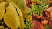 Revive Your Garden: Expert Tips to Fix Yellow Leaves and Restore Plant Health