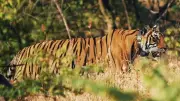 Rewilded Tiger Poisoned in Chhindwara, Four Arrested for Revenge Killing