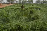 RJD MP Sudhakar Singh Seeks Compensation for Bihar Farmers After Storm Damage