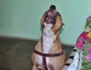 Rohtak Boy, 13, Critically Injured in Pit Bull Attack; Owners Booked