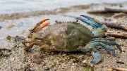Scientists Discover Rare Dual-Sex Crab in India's Silent Valley, a 'Glitch in Nature'