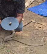 Snake Rescuer Tejas Saves Cobra Trapped in Grass-Cutter Blade in Karnataka