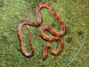 Snake Sighting Sparks Brief Panic at Fatehabad School, Rescuer Safely Captures Reptile