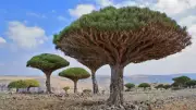 Socotra Archipelago: Earth's Most Alien Island and Its Unique Evolutionary Wonders