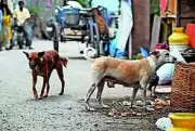 Stray Dog Carries Amputated Leg from Bihar Hospital, Exposing Systemic Failures