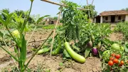 Summer Home Gardening: Grow Lauki, Kheera, Karela Easily with Seed Kits
