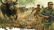 Surrendered Maoists Reveal: Indian Bison More Feared Than Tigers in Jungle Warfare
