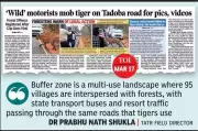 Tadoba Tiger Reserve Boosts Security After Tourist Encounter on Public Road