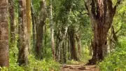 Tamil Nadu Launches Ambitious Agroforestry Policy 2026 to Boost Sustainable Farming