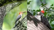 The Biomechanical Marvel of India's Woodpeckers: How They Avoid Brain Injury