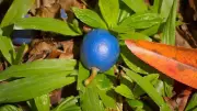 The Blue Quandong: Nature's Rare Blue Fruit That Defies Botanical Norms
