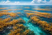 The Sargasso Sea: Earth's Only Shoreless Ocean Enigma Faces Climate Threats
