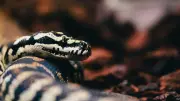 The Science Behind Headless Snakes: Why They Still Move and Bite