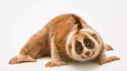 The Venomous Secret of the Slow Loris: Nature's Deceptive Plush Toy