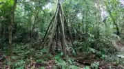 The 'Walking Tree' Myth: How a Palm's Roots Create an Illusion of Movement