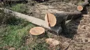 Three Juveniles Booked for Illegal Tree Felling in Dera Bassi, Chandigarh