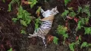 Tiger and Cub Spotted in Karnataka's Chamarajanagar, Prompting Forest Operation