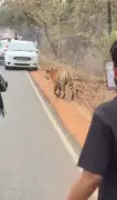 Tiger Harassed by Crowd in Tadoba Reserve, Forest Offence Registered