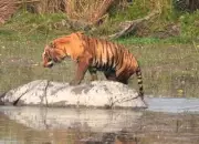 Tigers Kill Rare Rhino in Dudhwa Reserve, Third Such Death Since August