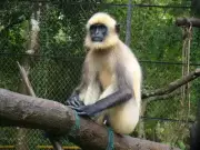 Two Arrested in Odisha for Brutal Killing of Protected Langur, Video Shared Online