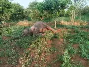 Two Wild Elephants Electrocuted in Andhra Pradesh Farmland, Investigation Launched