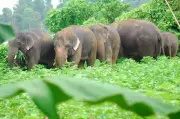 Two Wild Elephants Stray 300 km from Bandhavgarh into Rewa Forest, Officials Monitor