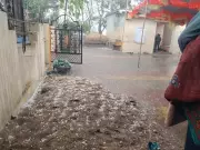 Unseasonal Hailstorm Ravages Akola, Amravati Crops and Festival, Deepening Farmer Distress