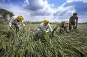 Unseasonal Rains and Winds Devastate Rabi Crops in Rohtak, Farmers Face Dual Crises