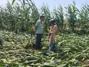 Unseasonal Rains Wreak Havoc on Crops in Barwani and Khargone Districts