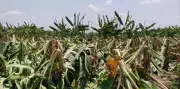 Unseasonal Storms Wreak Havoc on Trichy Banana Farms, Deepening Farmer Crisis