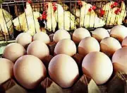UP Mandates Date Stamping on Eggs from April 1 to Ensure Freshness and Safety