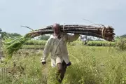UP Sugar Crisis: Cane Shortage Threatens 2025-26 Season Output