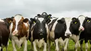 Uruguay's Cattle Outnumber Humans 3.5 to 1, Driving Economy and Exports