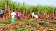 Uttar Pradesh Partners to Empower Women in Sugarcane Farming