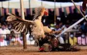 Vizag Police Bust Major Cockfighting Ring, Arrest 70+ in Padmanabham Raid
